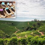 The price of coffee is rising faster than any other grocery store - and the reason goes beyond fees.