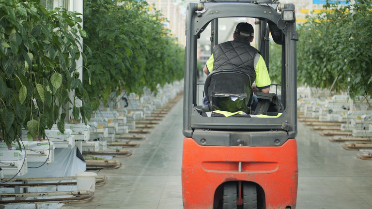 Large greenhouses use gas to heat the hot water pipes